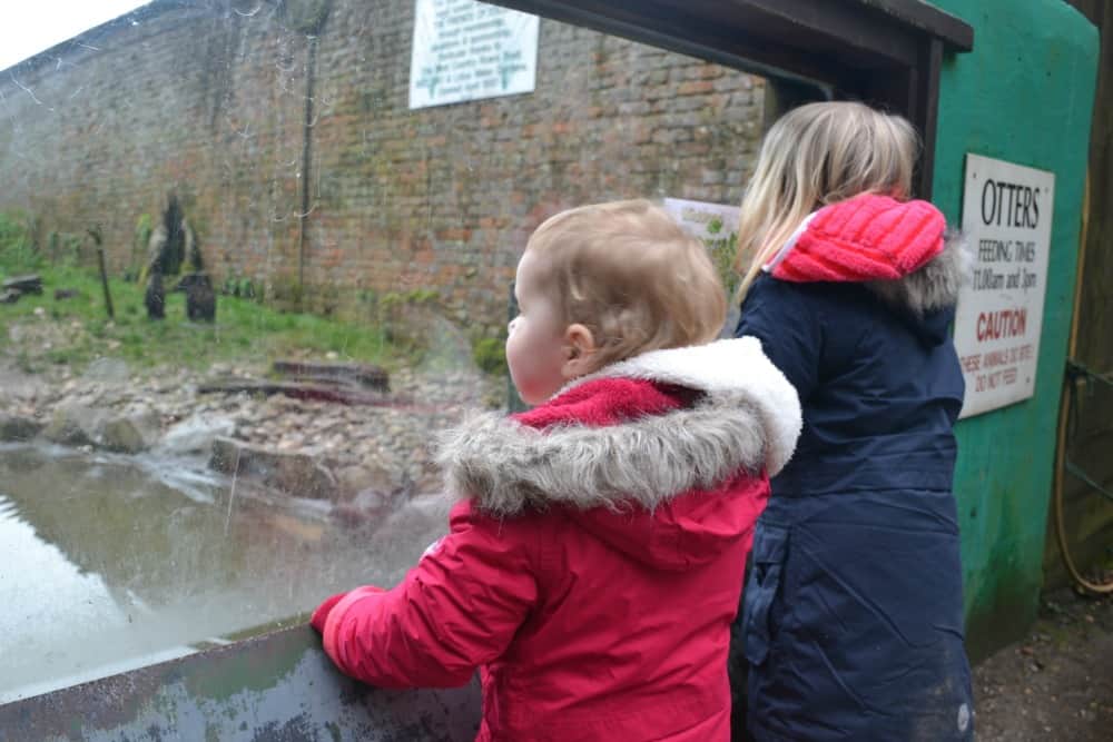 Tin Box girls looking at otters at Wildwood Escot a Devon day out