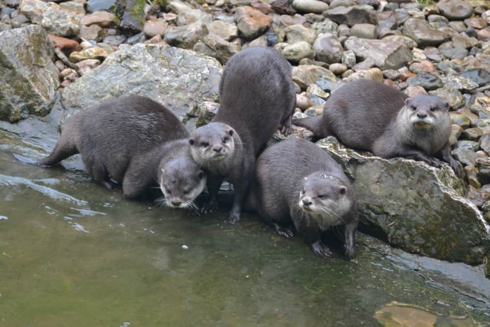 Asian Short Clawed Otters at Wildwood Escot a Devon day out