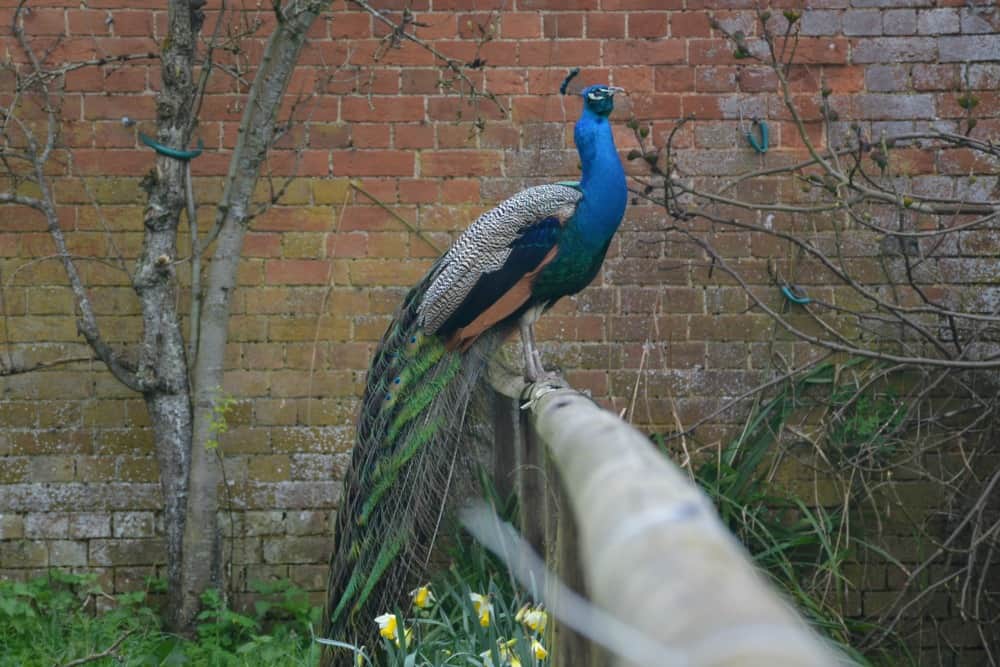 Peacock on fence at Owl at Wildwood Escot a Devon day out