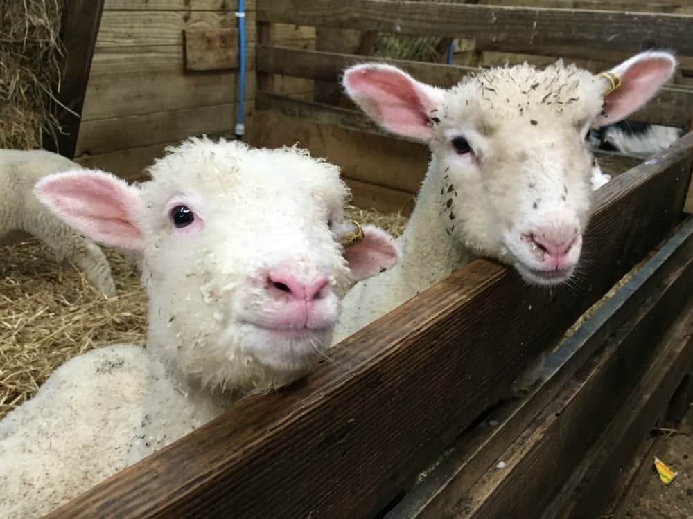 Pennywell Lambs - Devon day out at Pennywell Farm
