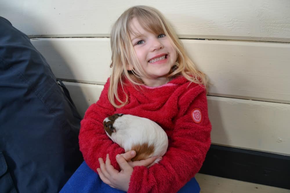 Tin Box Tot cuddling a guinea pig - World of Country Life