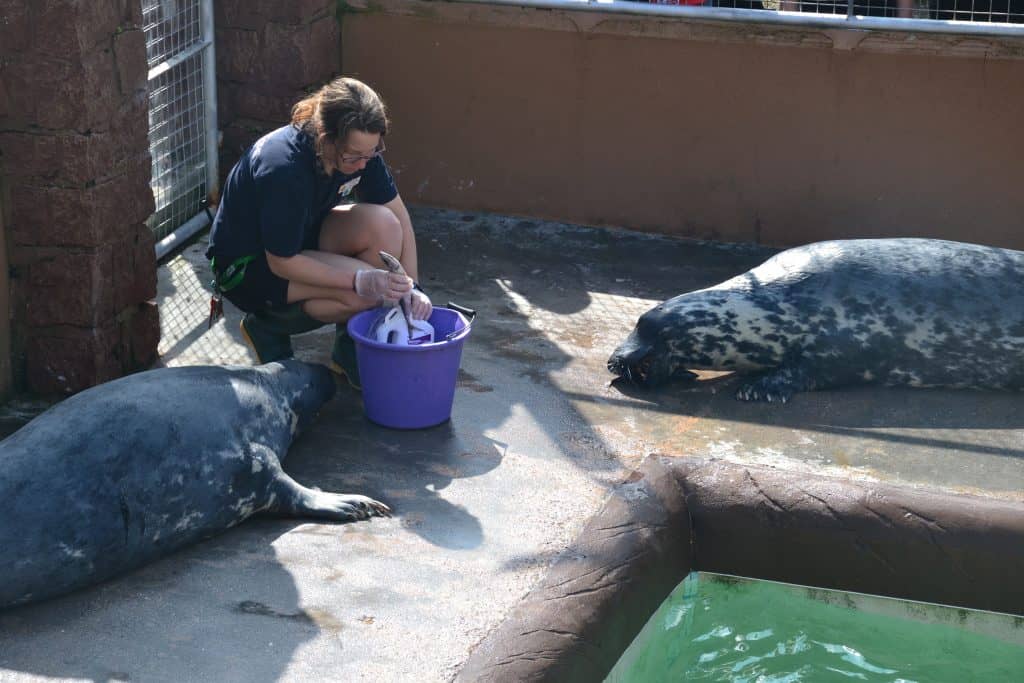 Resident seals being fed: dog-friendly day the Cornish Seal Sanctuary