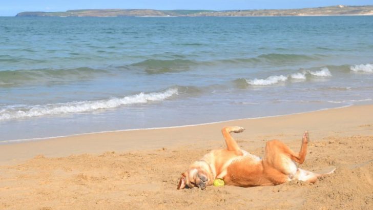 Dog-friendly Cornwall: things to do with kids and a pooch