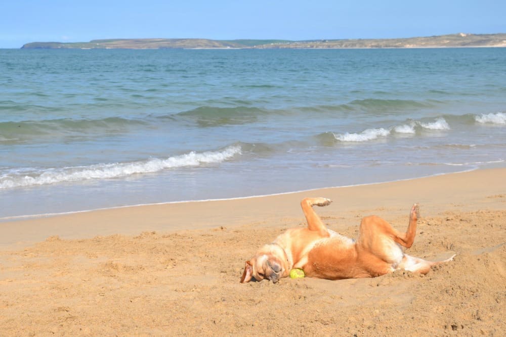 Tin Box Dog at Carbis Bay - Woodland lodge resort for families: St Ives Holiday Village review