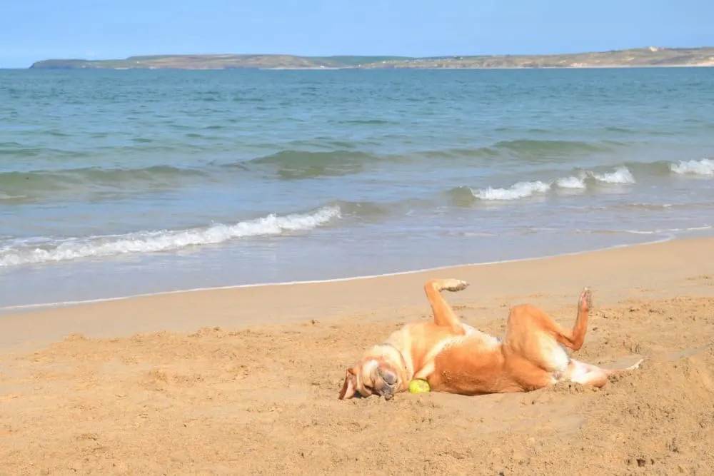 Tin Box Dog at Carbis Bay - Woodland lodge resort for families: St Ives Holiday Village review