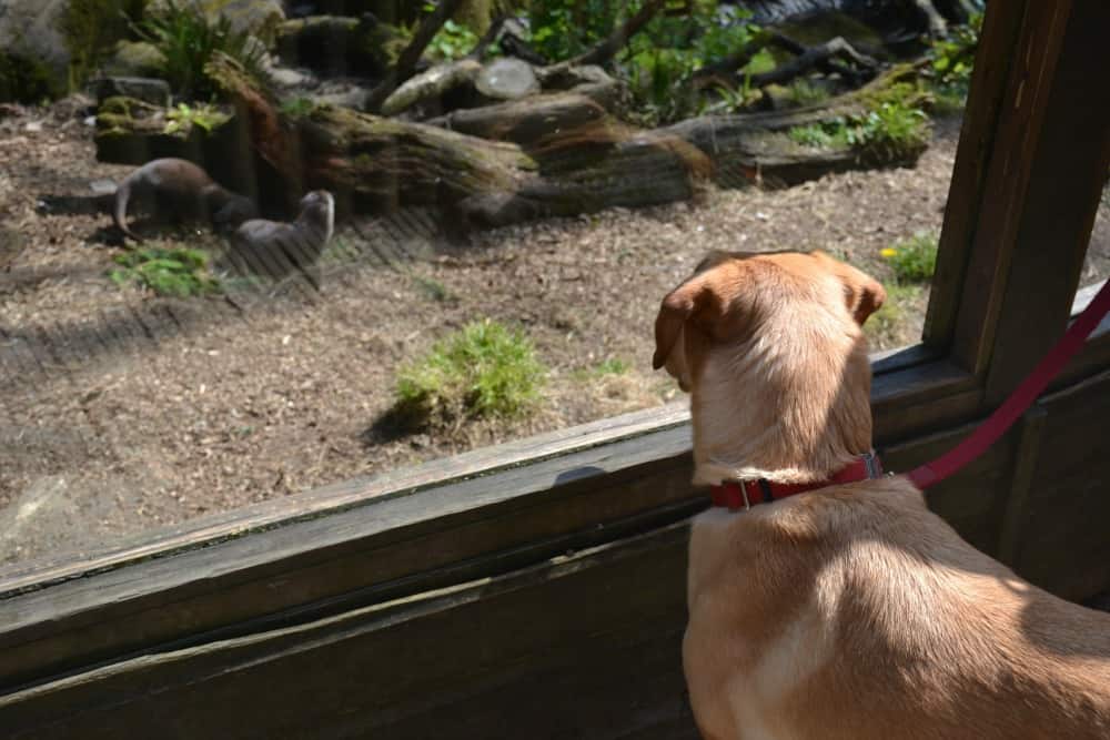 Tin Box Dog looking at otters: dog-friendly day the Cornish Seal Sanctuary