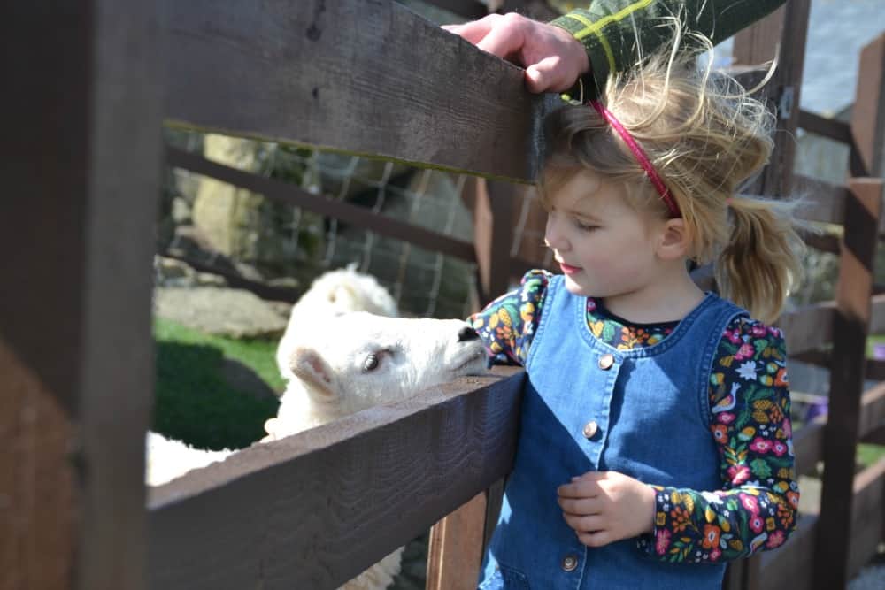 Tin Box Tot and sheep: Land's End with kids