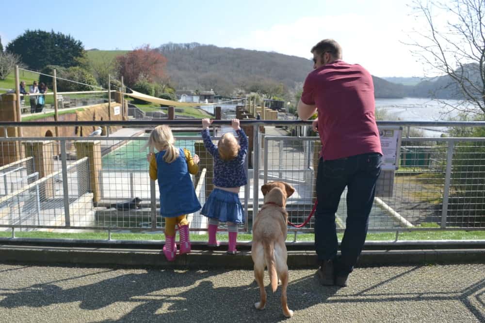 Tin Box family looking at seal pools: dog-friendly day the Cornish Seal Sanctuary