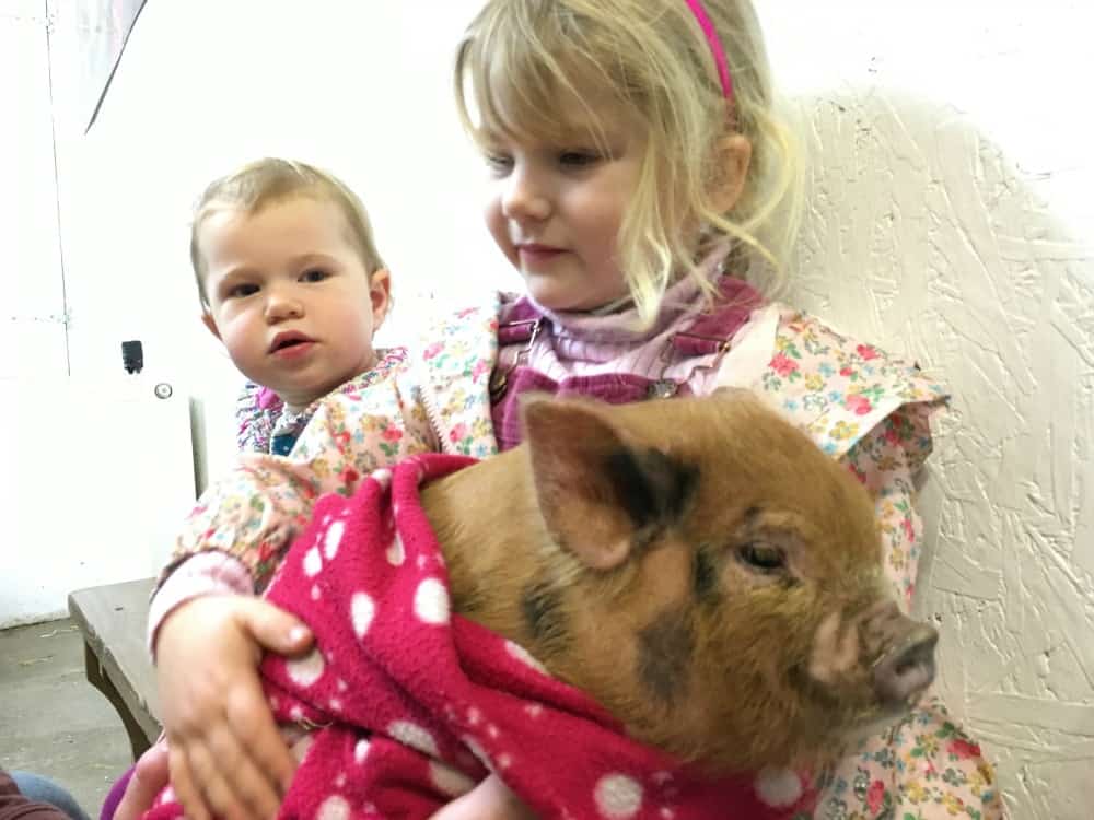 Devon Day Out: A Pigging Good Time At Pennywell Farm - Tin Box Traveller