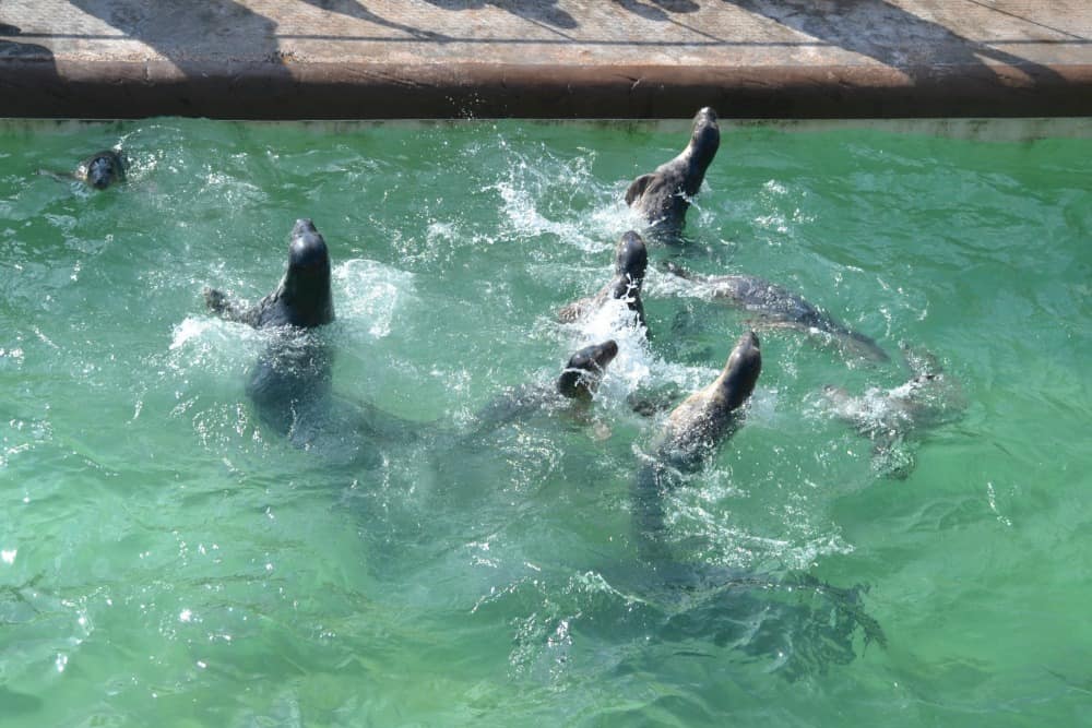 Young seals being fed: dog-friendly day the Cornish Seal Sanctuary