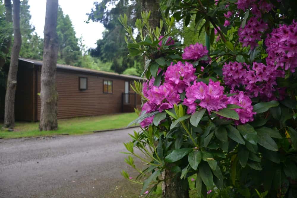 Lodge in forest - Relaxing at Darwin Forest Country Park - spa lodge weekend review
