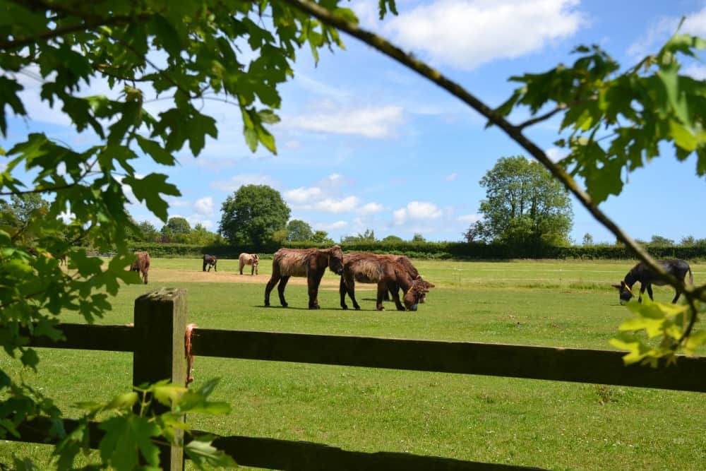 Donkeys in field at The Donkey Sanctuary near Seaton Tramway near Andrewshayes - an East Devon holiday park review