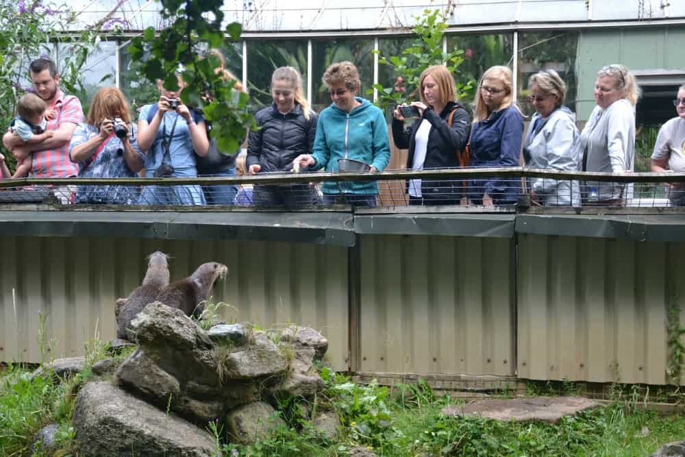 Visitors at otter enclosure at Dartmoor Otters and Buckfast Butterflies Sanctuary at Buckfast