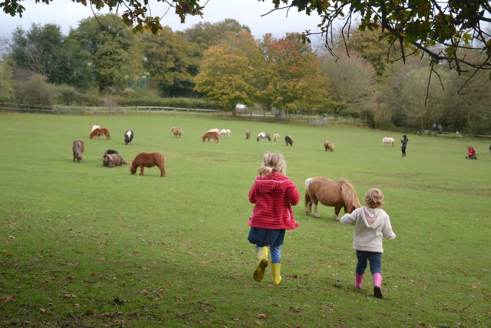 Miniature Pony Centre Dartmoor a Devon family day out review