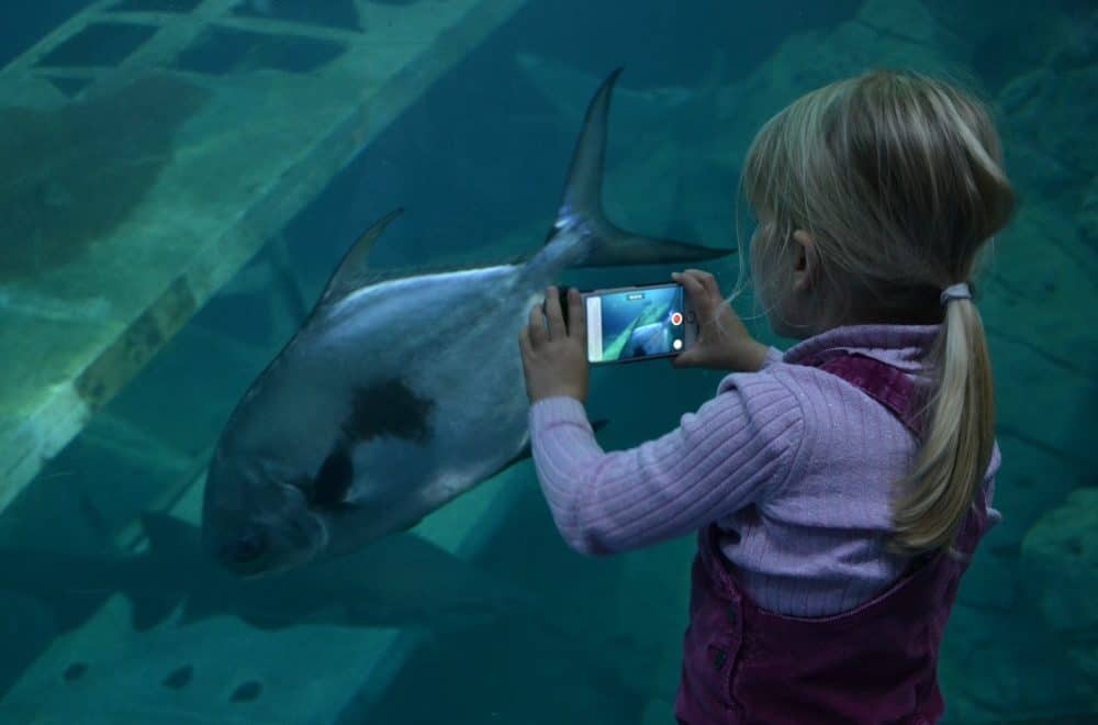 A Visit To The Uks Largest Aquarium National Marine Aquarium Plymouth