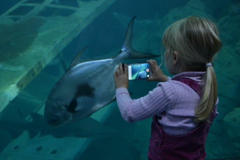 Tot videoing fish in the Atlantic Ocean tank which is the UK's deepest tank at the National Marine Aquarium