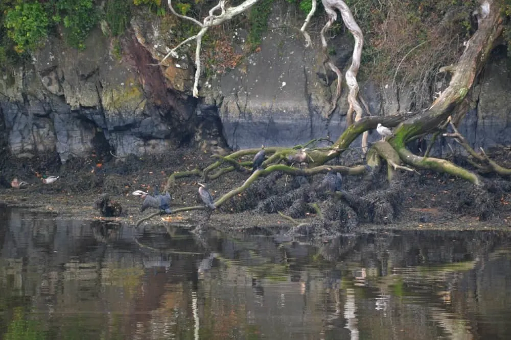 Wild birds on the River Dart - the Round Robin South Devon