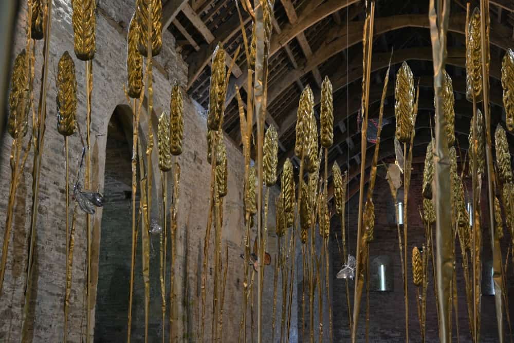 Goldfield Wheat - Buckland Abbey with kids
