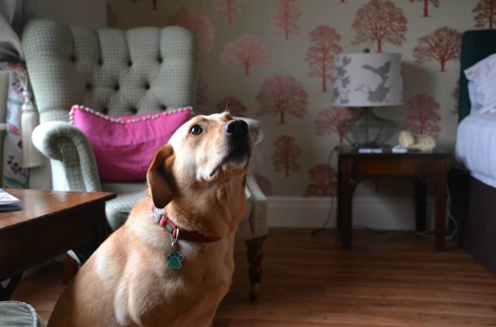 Tin Box Dog in room at Moorland Garden Hotel - holidays with dogs in the UK