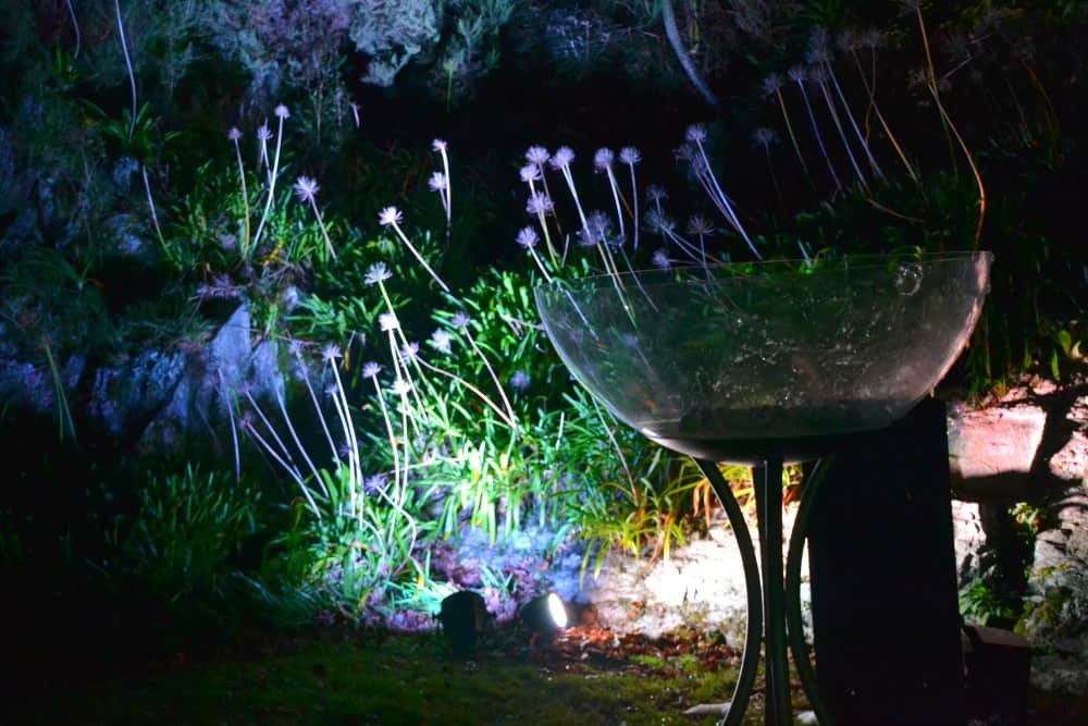 Champagne bubbles in garden - Coleton Aglow Coleton Fishacre