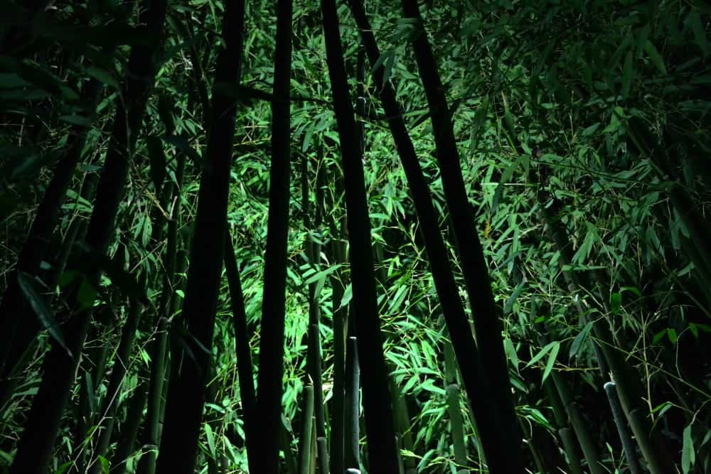 Illuminated bamboo - Coleton Aglow Coleton Fishacre