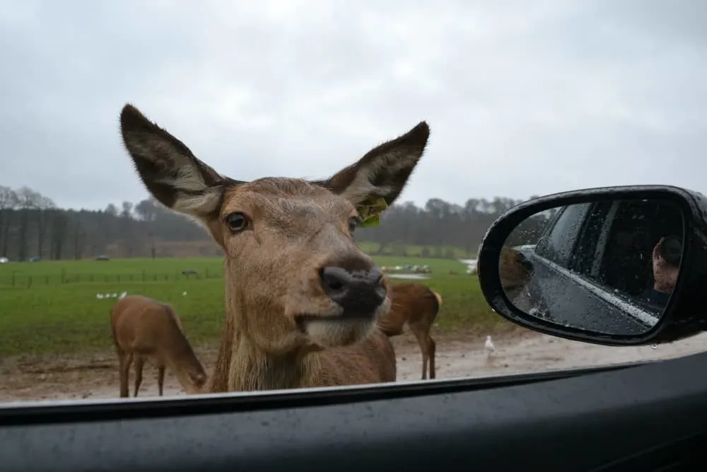 Deer at car window - Longleat in the rain