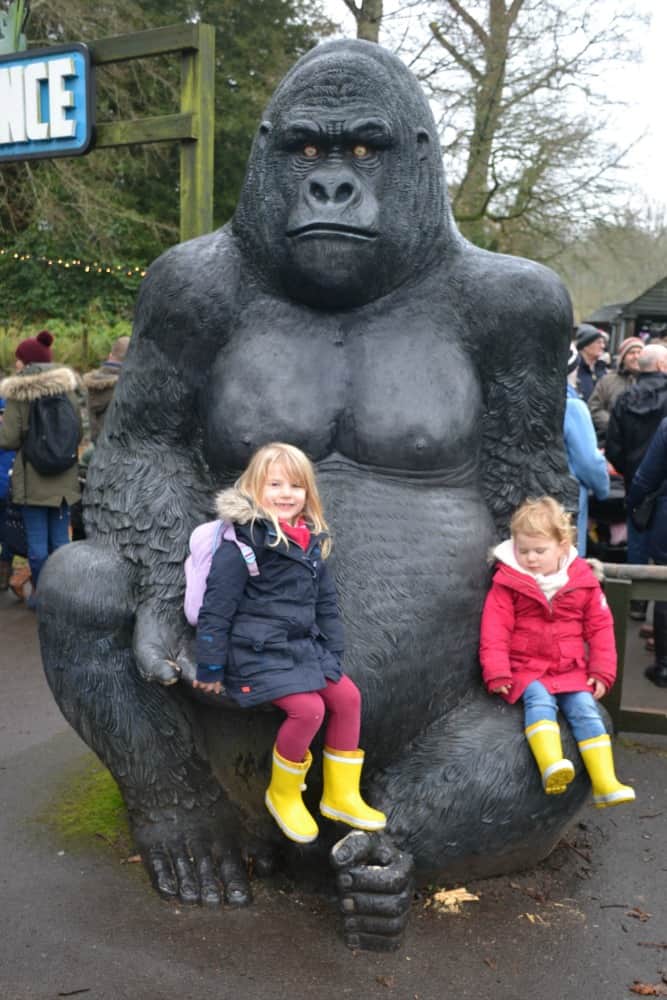 Gorilla - Longleat in the rain