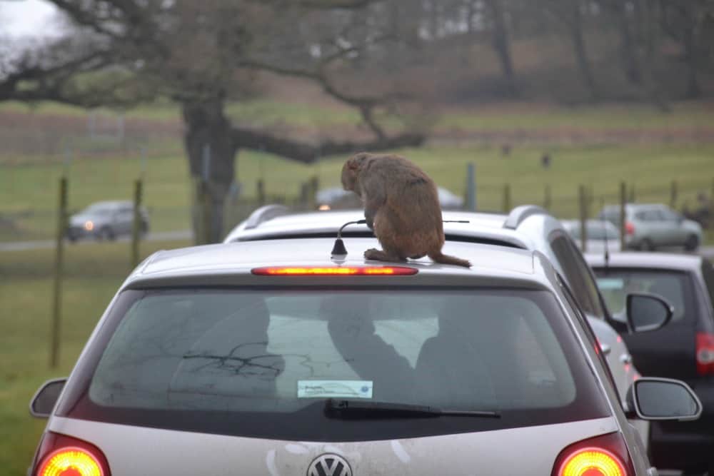 Monkey pulling ariel - Longleat in the rain