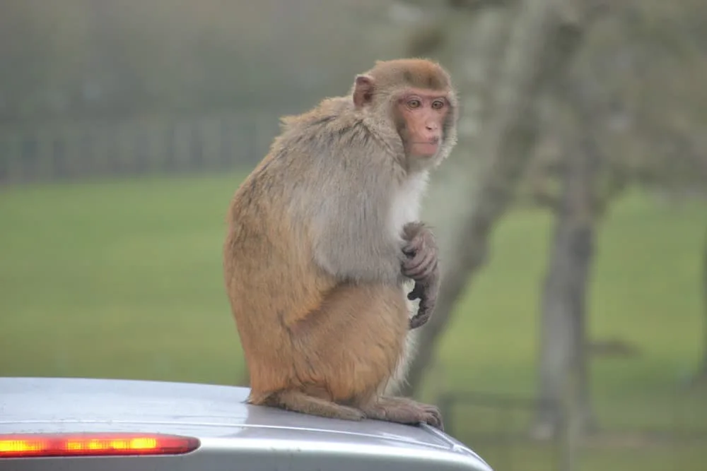 Monkey sat on car - Longleat in the rain