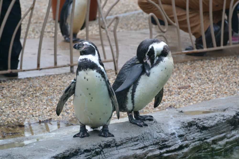 Penguins - Longleat in the rain