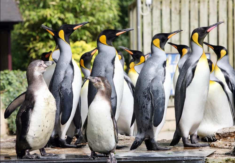 Penguins at Birdland, Bourton-on-the-Water, Gloucestershire - May half term