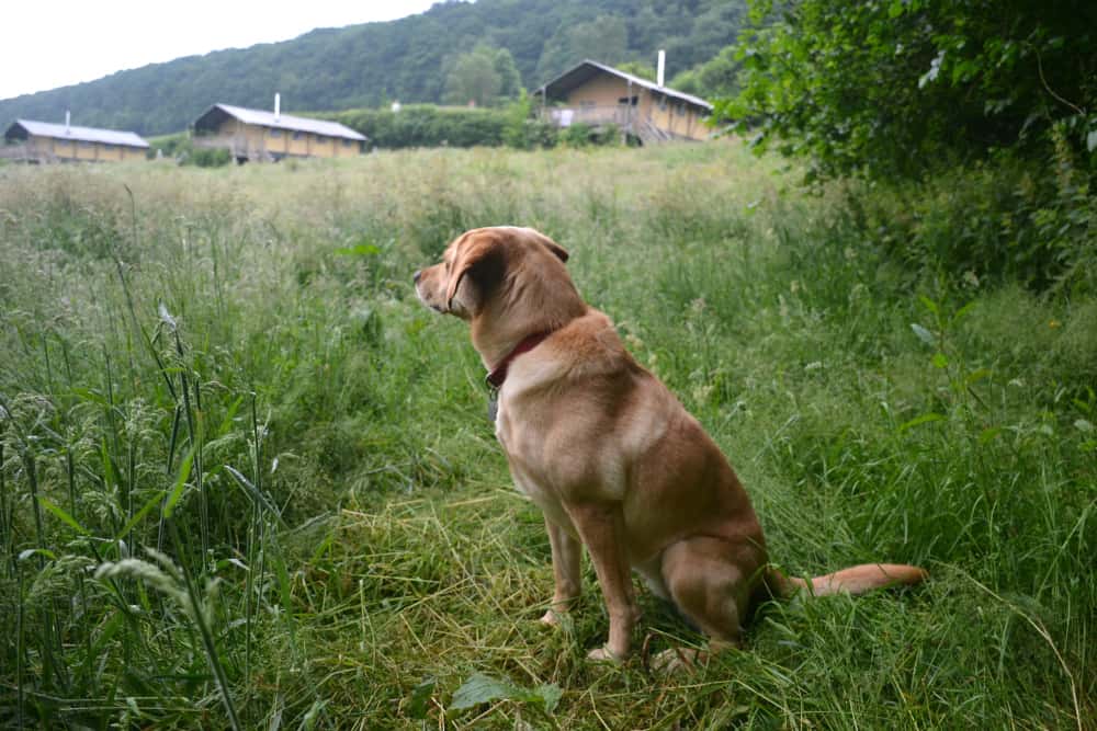 Tin Box Dog at Western Meadows Glamping - Dog-friendly glamping in Cornwall