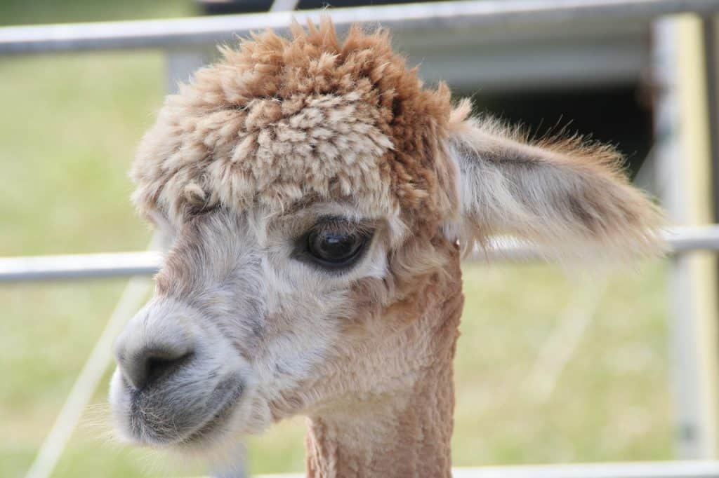 Baby Llama - visit Northumberland - things to do with kids