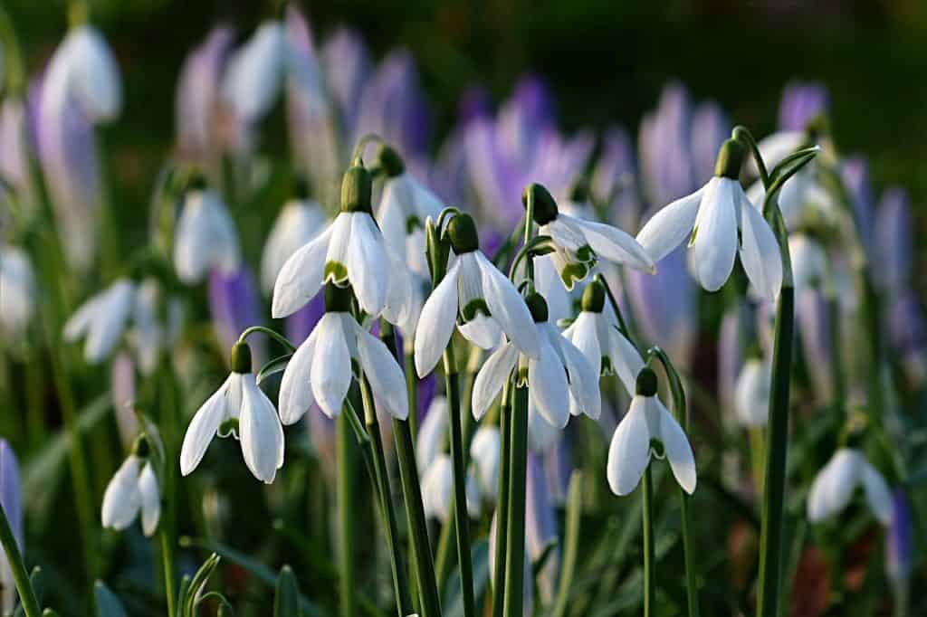 Snowdrops - fun days out February half term
