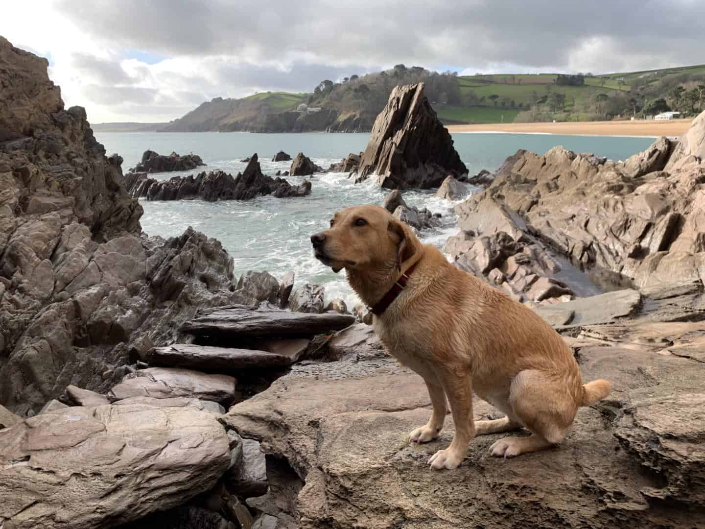 Tin Box Dog on Blackpool Sands beach - Tin Box Traveller travel diaries January 2019