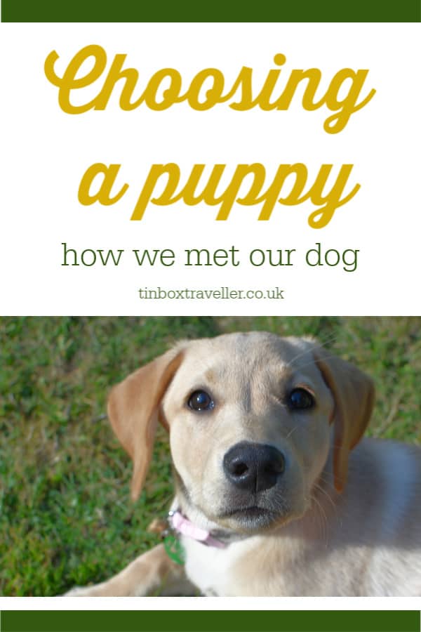 Choosing a puppy: Tin Box Dog’s tail - Tin Box Traveller