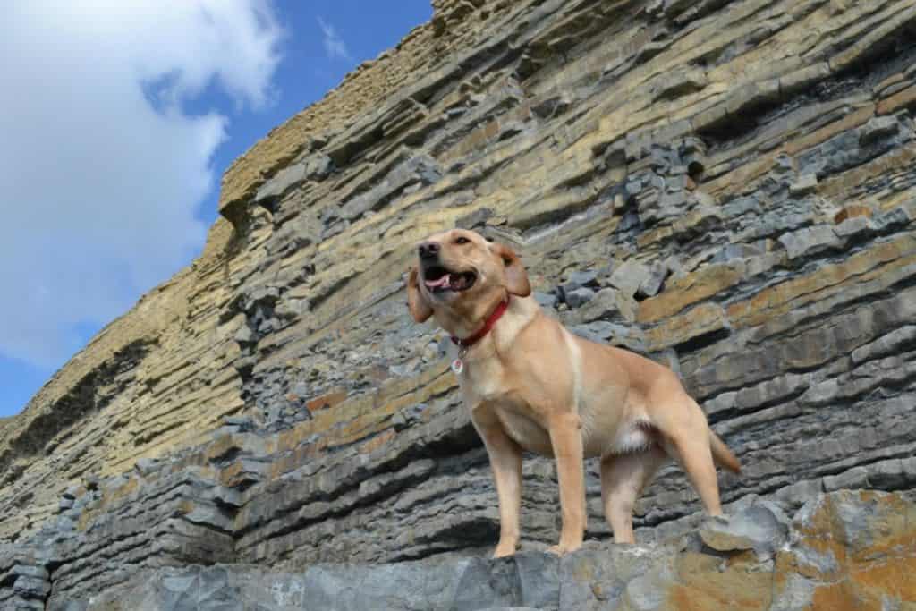 Choosing a puppy - Tin Box Dog on beach in Wales