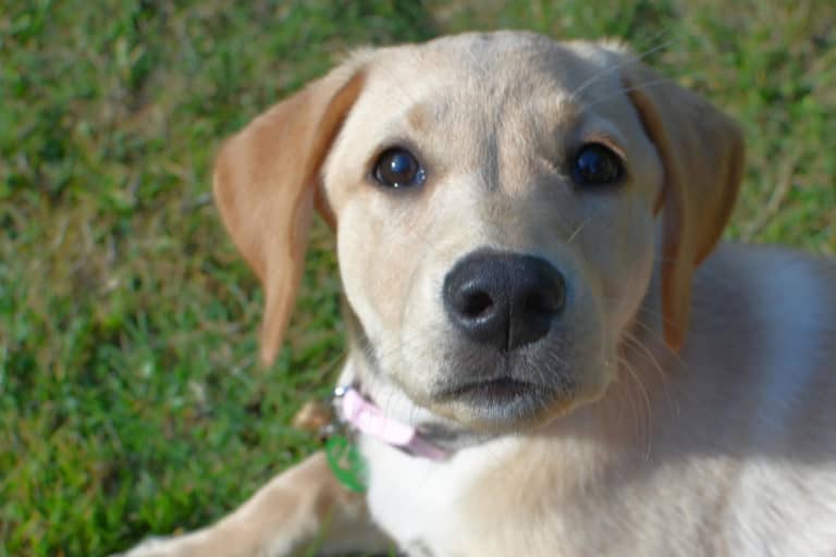 Choosing a puppy - Tin Box Dog at home