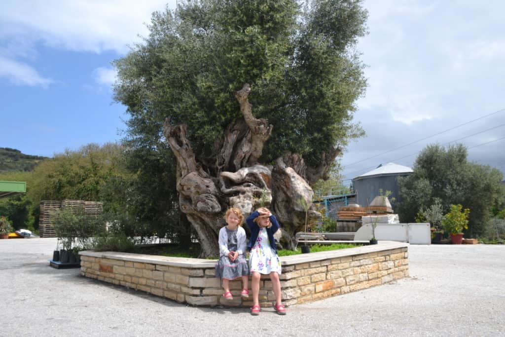 Ancient Olive tree at olive oil factory - things to do in Chania, Crete