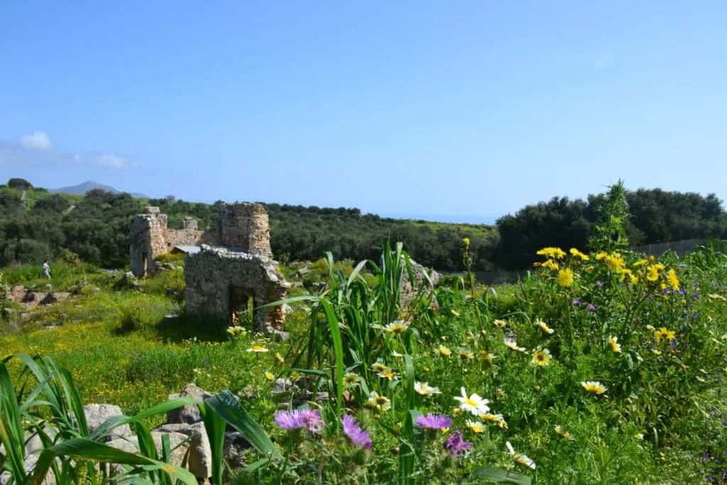 Mountain flowers at Aptera - things to do in Chania, Crete with kids