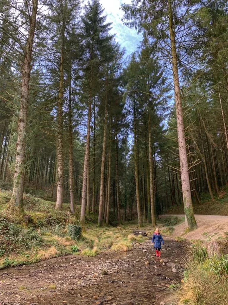 Cardinham Woods Cornwall