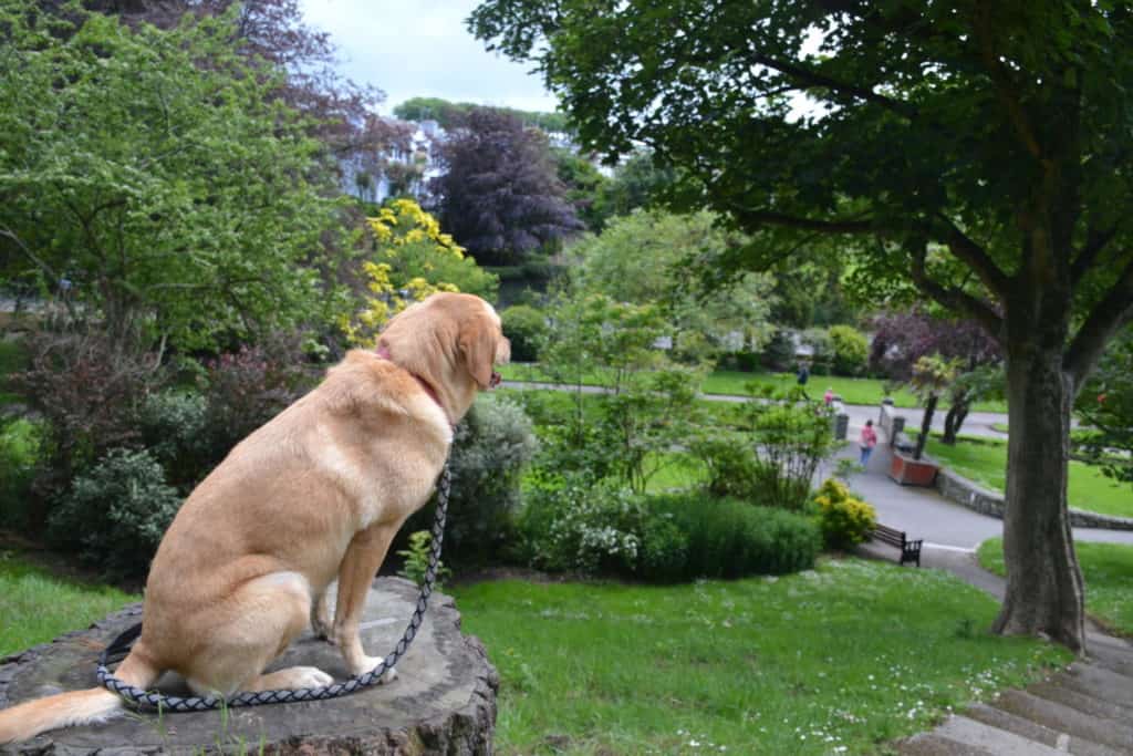 Dog looking atTrenance Gardens in Newquay