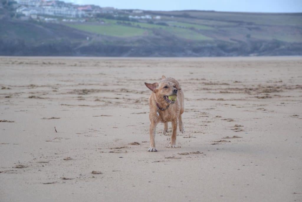 Dog on Crantock Beach in Newquay, Cornwall