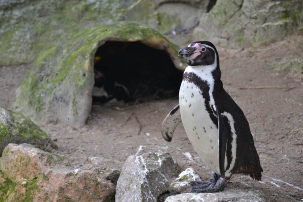 Penguin at Newquay Zoo - things to do in Newquay