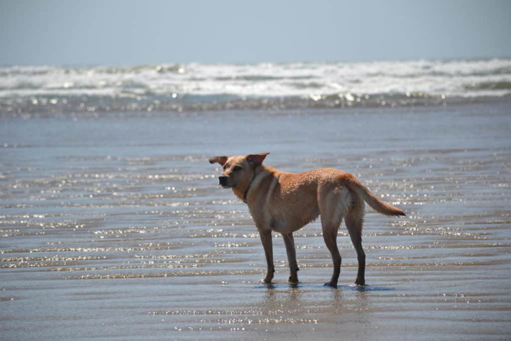 Dog on Cefn Sidan beach Wales