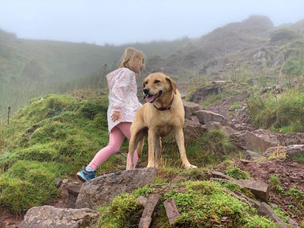 Tin Box Dog leading the way up Pen y Fan mountain in Wales