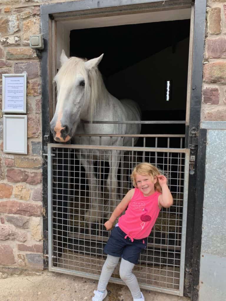 Shire horse at Dan-yr-Ogof Farm