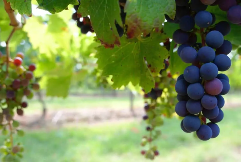 Grapes in vineyard