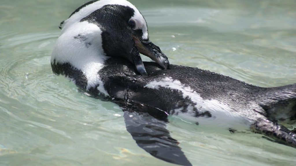 African penguin in water