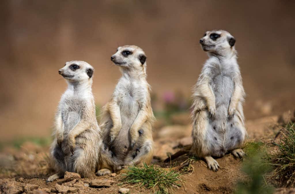 Three meerkats